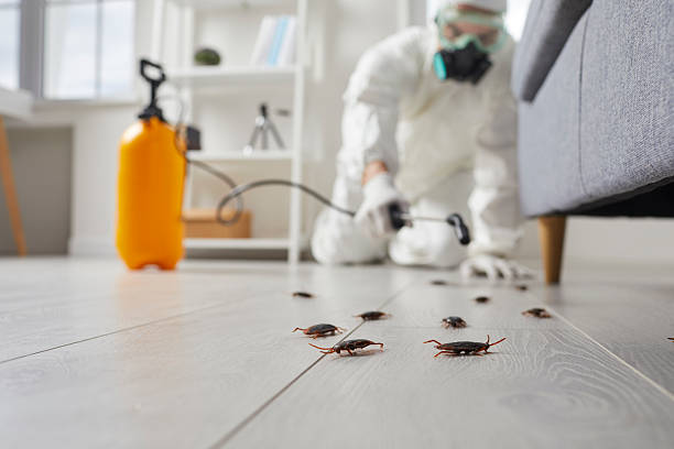 Commercial Kitchen Cockroach Control in Carrollton